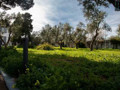 Tutt�intorno a noi � un pullulare di pini mediterranei secolari, alberi di gelso, ulivi...